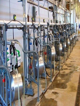 goat-milk-production