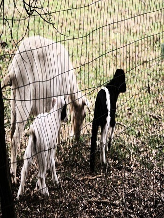 goat-breeding