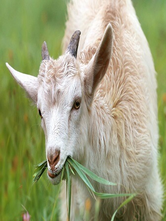 goat-breeding