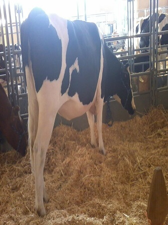 RUGA-cattle-value-chain