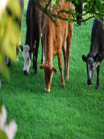 RUGA-cattle-value-chain