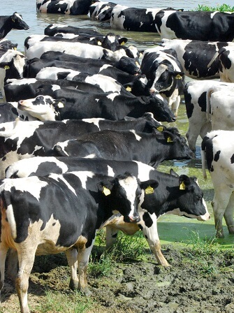 RUGA-cattle-value-chain