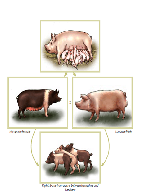 pig-breeds-in-nigeria