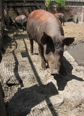 pig-breeds-in-nigeria