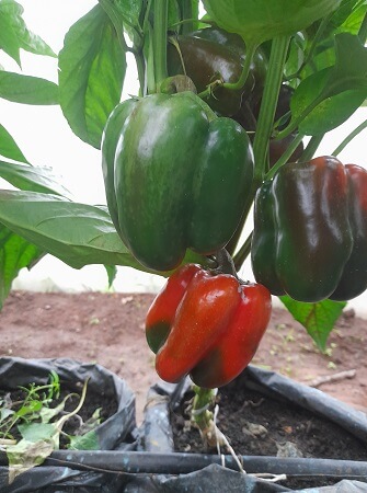 Greenhouse Growing Medium greenhouse-growing-medium