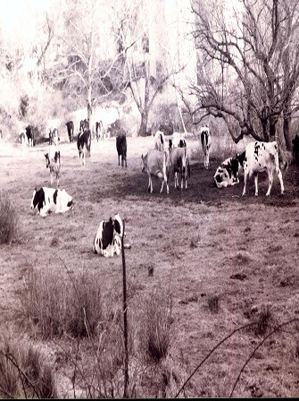 RUGA-cattle-value-chain