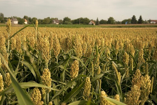 Agriculture in Nigeria