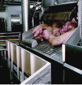 pork-processing