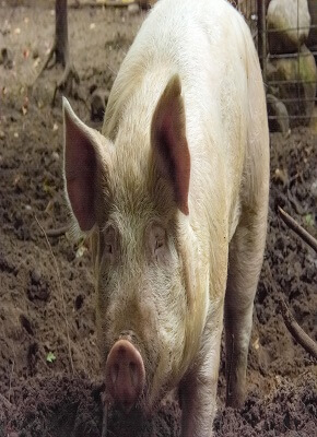 pig-breeds-in-nigeria